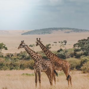 harshil gudka pu 9byqjhyo unsplash