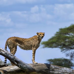 partha narasimhan pjbxdsypmgc unsplash