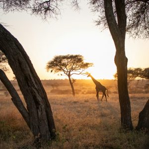 wouter groote veldman dbq yrro17a unsplash
