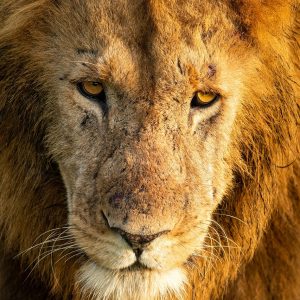 leones