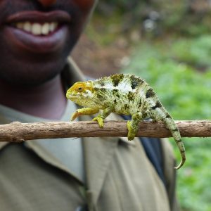camaleon