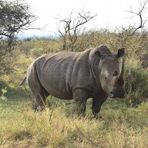 rino sudafrica