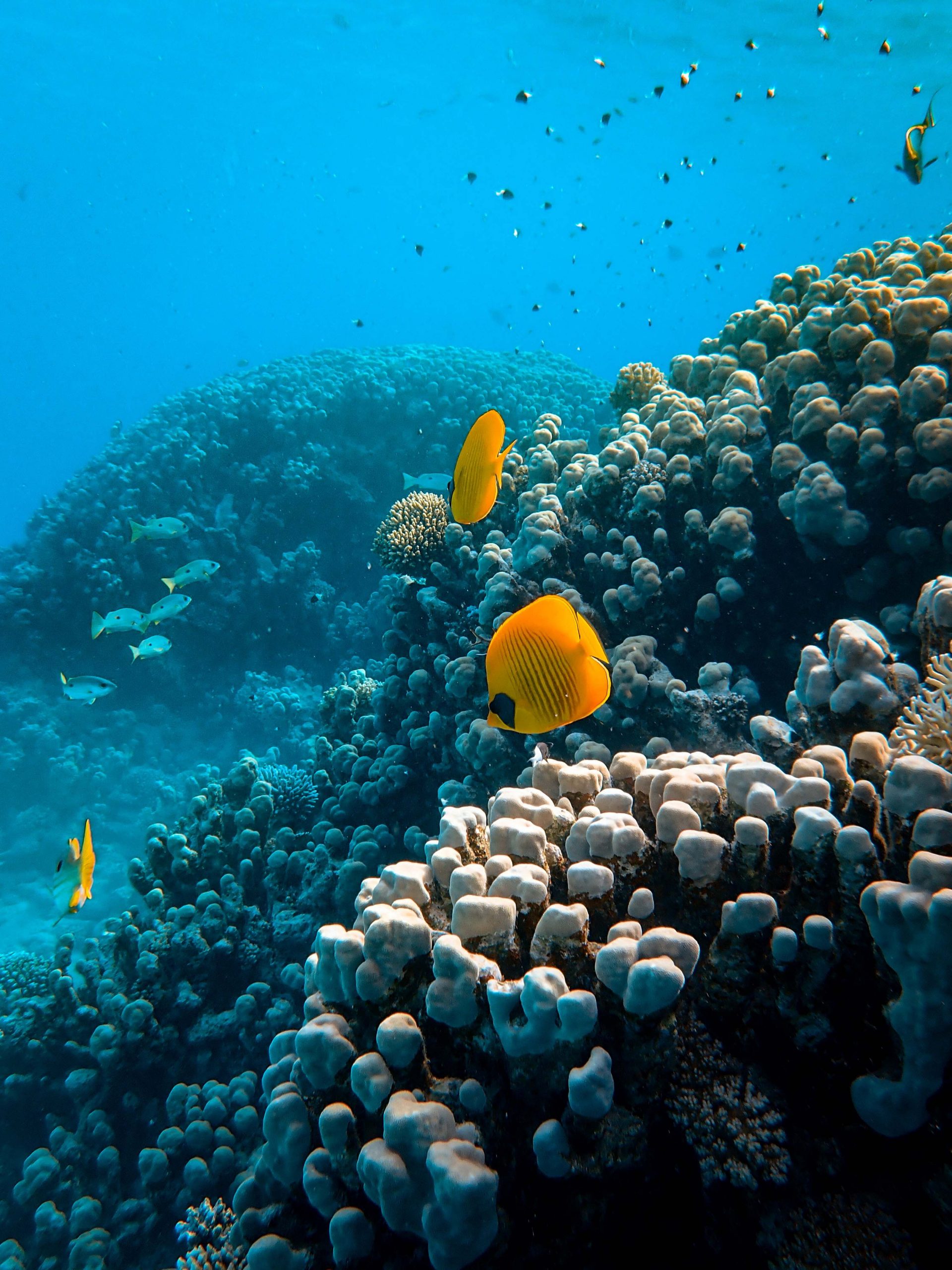 mar rojo submarinismo