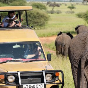 safari kenia