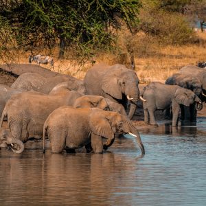A herd of African elephants (Loxodonta africana) drinks at a waterhole in the Arusha Region, Tanzania.