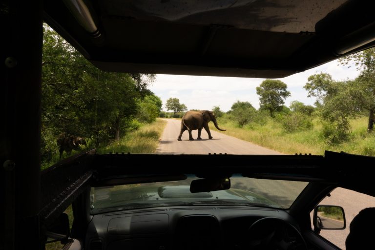 An African elephant walks across a road during a safari in South African wilderness.