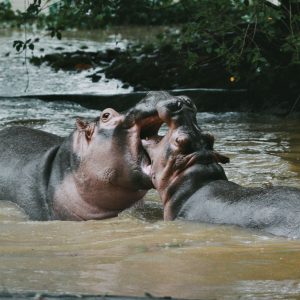 hipopotamo