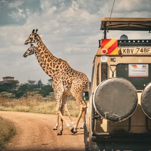 jirafas