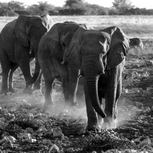 namibia elefante negro