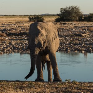 elefante botsuana