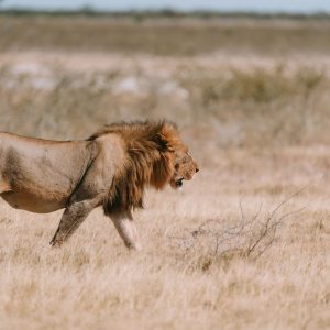 leon namibia
