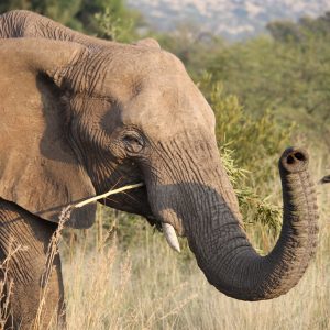 Close-up of an African elephant in Pilanesberg National Park, showcasing its trunk and tusks.