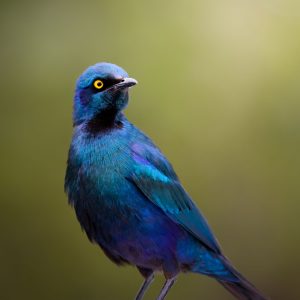 Stunning Cape Glossy Starling captured in vibrant colors in South Africa.
