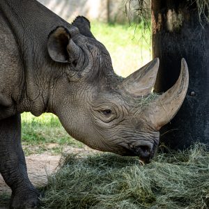 rino negro