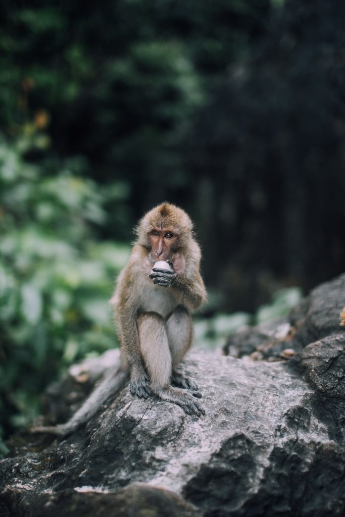 A wild monkey sits on a rock in a natural setting, eating contemplatively.