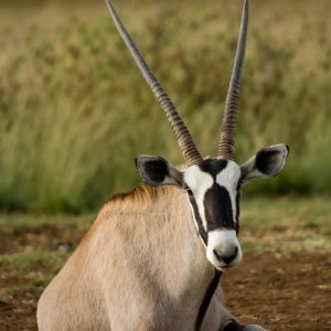 oryx