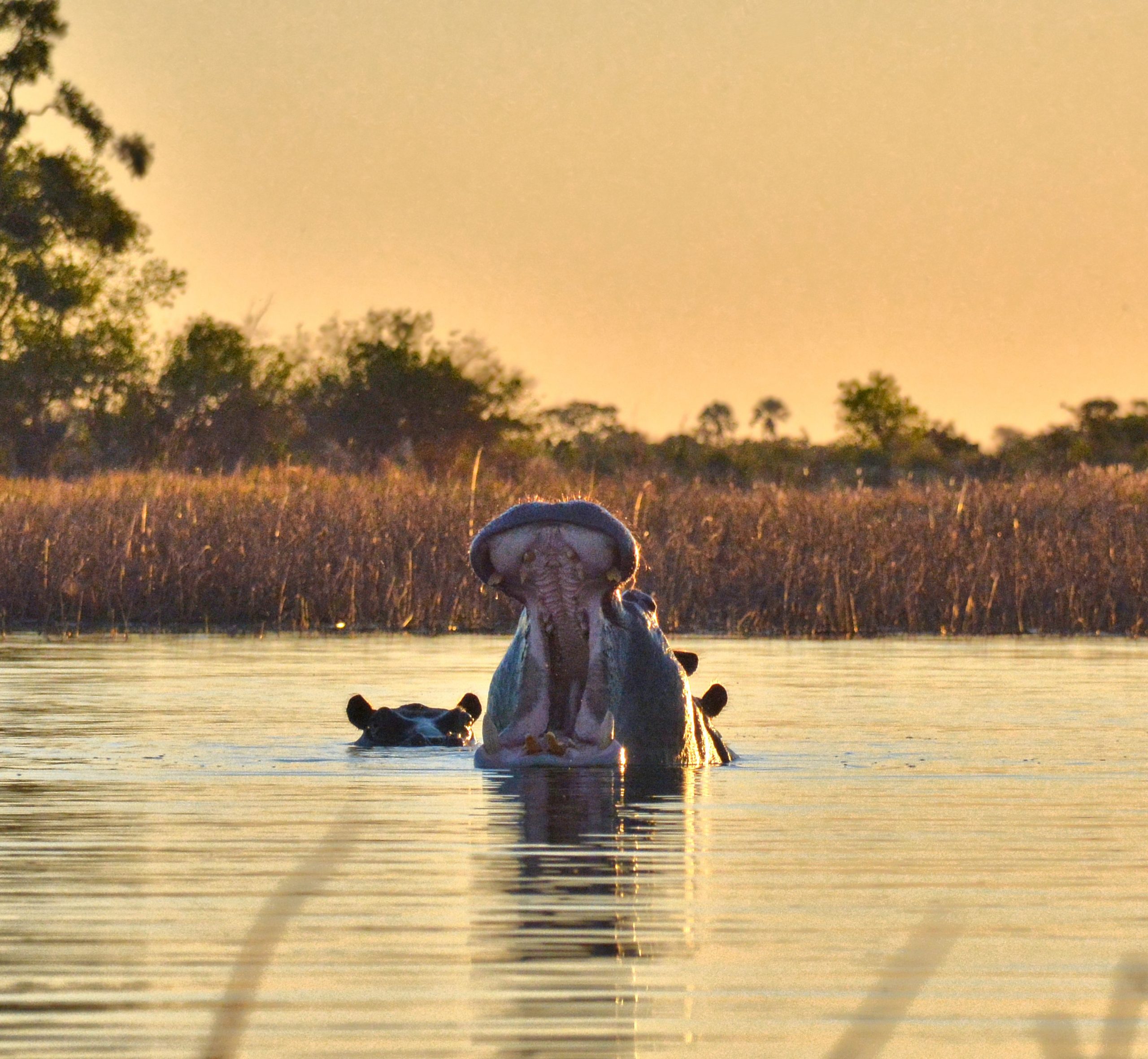 A yawning hippopotamus in a serene water scene at sunset in Botswana.