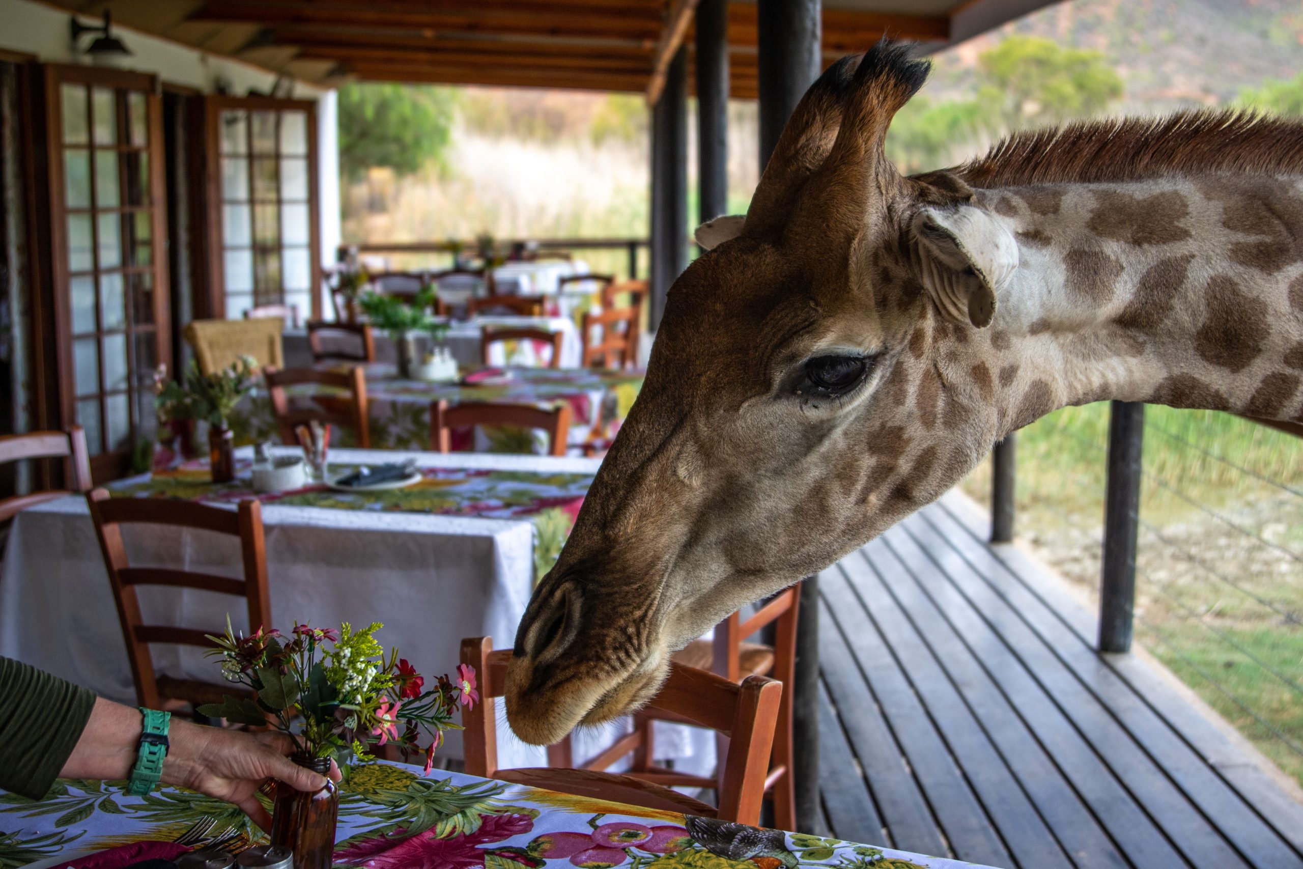 A close-up of a giraffe exploring a dining table setup on an outdoor deck.