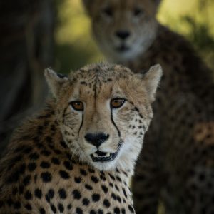 pexels pieter van der sandt 281451945 25858622