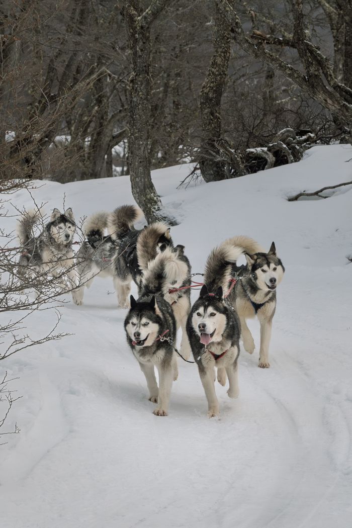 Siberian Huskies pulling a sled through snow-covered woods in Ushuaia, Argentina.